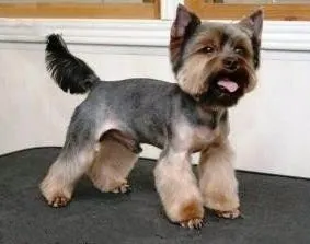 Fotografii tunsori Pomeranian si Yorkshire Terrier-ul, îngrijire - toaletare (. Tampoane și gheare unelte grooming) Fotografii tunsori Pomerania și Yorkshire terrier, îngrijire - îngrijire