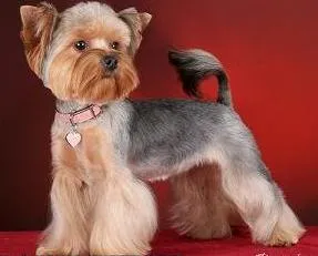Fotografii tunsori Pomerania și Yorkshire terrier, îngrijire - toaletare (câine) Fotografii tunsori Pomerania și Yorkshire terrier, îngrijire - îngrijire