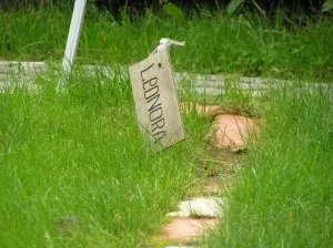 Lawn iarba Kentucky bluegrass