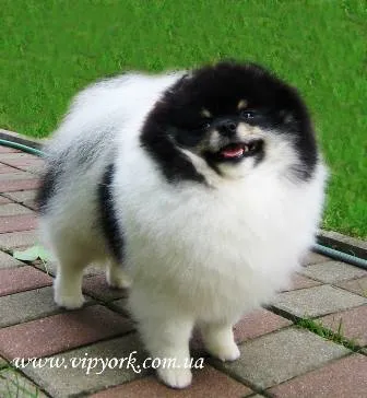Fotografii tunsori Pomerania și Yorkshire terrier, îngrijire - toaletare (grooming câini) Fotografii tunsori Pomerania și Yorkshire terrier, îngrijire - îngrijire