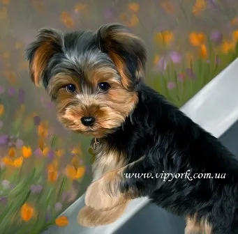 Fotografii tunsori Pomeranian si Yorkshire Terrier-ul, îngrijire - toaletare (. Tampoane și gheare unelte grooming) Fotografii tunsori Pomerania și Yorkshire terrier, îngrijire - îngrijire
