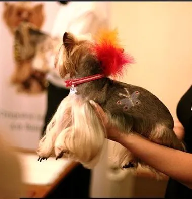 Fotografii tunsori Pomeranian si Yorkshire Terrier, grooming - toaletare (tunsori) Fotografii tunsori Pomerania și Yorkshire terrier, îngrijire - îngrijire