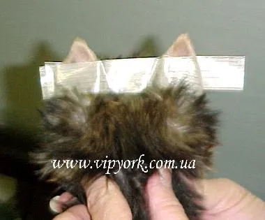 Fotografii tunsori Pomerania și Yorkshire terrier, îngrijire - toaletare (labe tunsoare) Fotografii tunsori Pomerania și Yorkshire terrier, îngrijire - îngrijire