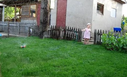 Lawn de bluegrass