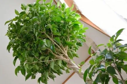 Formarea unei coroane Ficus benjamina