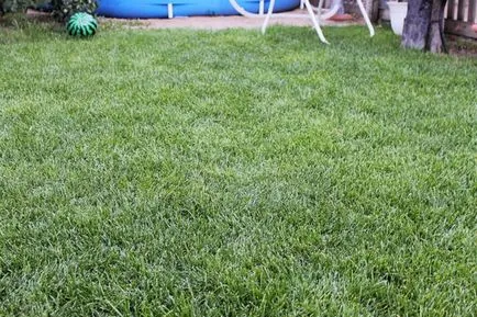 Lawn de bluegrass