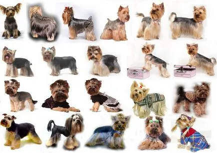 Fotografii tunsori Pomeranian si Yorkshire Terrier-ul, îngrijire - toaletare (. Tampoane și gheare unelte grooming) Fotografii tunsori Pomerania și Yorkshire terrier, îngrijire - îngrijire