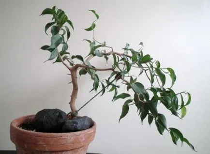 Formarea unei coroane Ficus benjamina