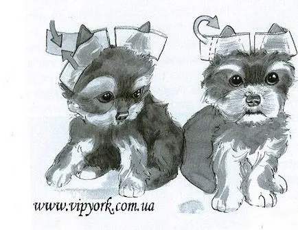 Fotografii tunsori Pomeranian si Yorkshire Terrier, grooming - toaletare (tunsori) Fotografii tunsori Pomerania și Yorkshire terrier, îngrijire - îngrijire