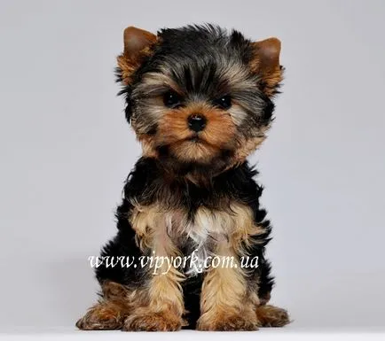 Fotografii tunsori Pomerania și Yorkshire terrier, îngrijire - toaletare (labe tunsoare) Fotografii tunsori Pomerania și Yorkshire terrier, îngrijire - îngrijire