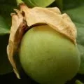 Granadilla - proprietăți utile și contraindicații - cum să-l mănânce