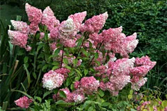 Hydrangea paniculata „Pink Winky» ( «Pinky Winky») - poze, descriere, plantare și îngrijire recenzii