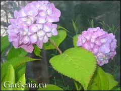 Hortensie cea mai simplă recepție de reproducere (recepție) Hortensie tehnica cea mai simplă propagare