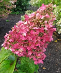 Hortensie roz Winky