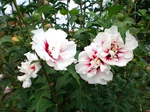Hibiscus copac-gradina - îngrijirea și creșterea animalelor, plantarea și în creștere ca și iarna în grădină, fotografie,