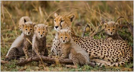 Cheetah Foto & Video, descriere rasa, caracterul și modul de viață (imagine) Cheetah Foto & Video, descriere rasa, caracterul și modul de viață