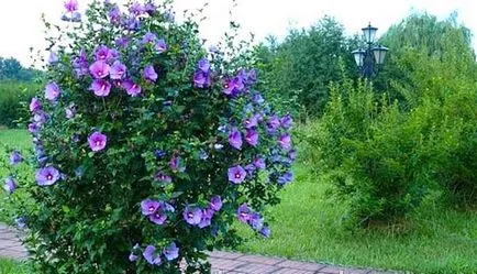 grădină Hibiscus