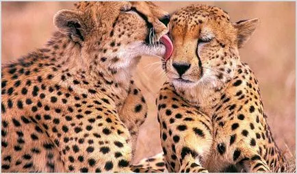 Cheetah Foto & Video, descriere rasa, caracterul și modul de viață (viață) Cheetah Foto & Video, descriere rasa, caracterul și modul de viață