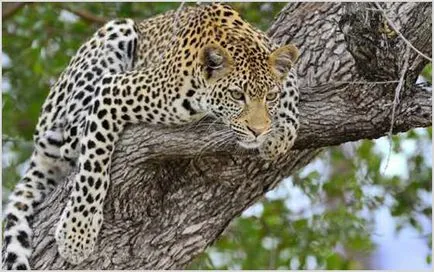 Cheetah Foto & Video, descriere rasa, caracterul și modul de viață (ghepard) Cheetah Foto & Video, descriere rasa, caracterul și modul de viață
