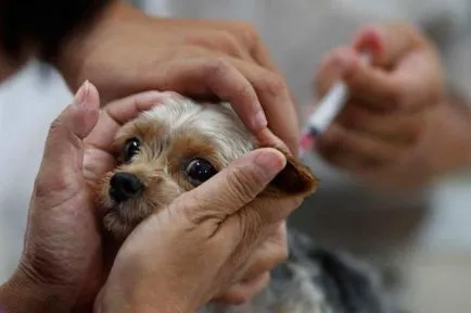 program de vaccinare pentru câini până la un an