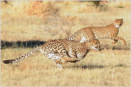Cheetah Foto & Video, descriere rasa, caracterul și modul de viață (ghepard) Cheetah Foto & Video, descriere rasa, caracterul și modul de viață