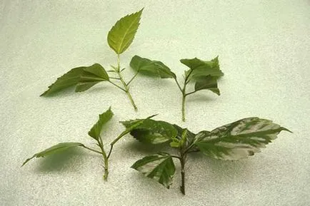 grădină Hibiscus