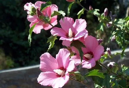 Cultivarea grădină Hibiscus și întreținere în câmp deschis