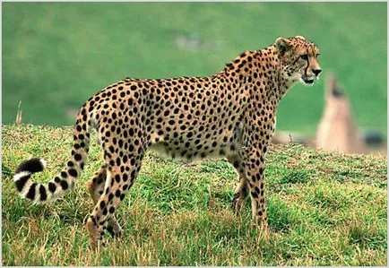 Cheetah Foto & Video, descriere rasa, caracterul și modul de viață (imagine) Cheetah Foto & Video, descriere rasa, caracterul și modul de viață