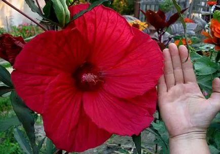 grădină Hibiscus