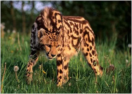Cheetah Foto & Video, descriere rasa, caracterul și modul de viață (ghepard) Cheetah Foto & Video, descriere rasa, caracterul și modul de viață