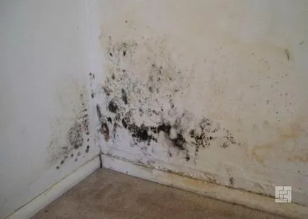 apartament fungus a scăpa decât periculoase, mijloace pentru derivarea etc. (EA) Ciuperca în apartament Cum sa scap decât periculoase, mijloace pentru îndepărtarea, etc.
