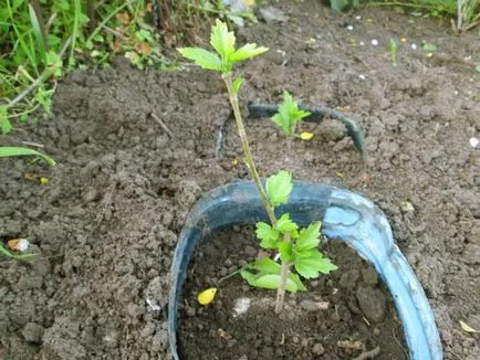Hibiscus copac-gradina - îngrijirea și creșterea animalelor, plantarea și în creștere ca și iarna în grădină, fotografie,
