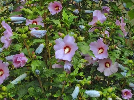 Hibiscus copac-gradina - îngrijirea și creșterea animalelor, plantarea și în creștere ca și iarna în grădină, fotografie,