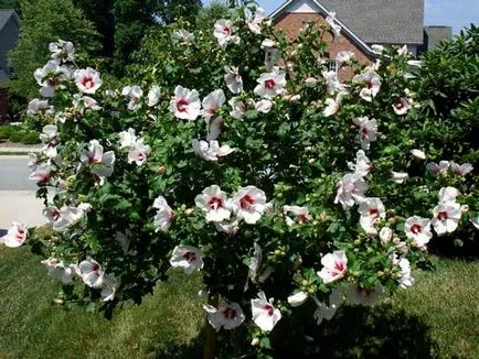 grădină Hibiscus