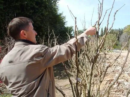 Hibiscus copac-gradina - îngrijirea și creșterea animalelor, plantarea și în creștere ca și iarna în grădină, fotografie,