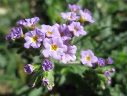 floare de heliotrop