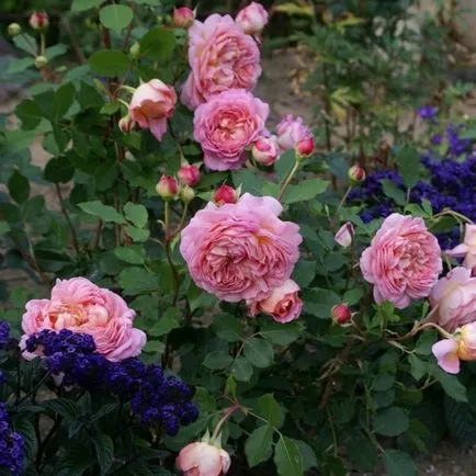 floare de heliotrop