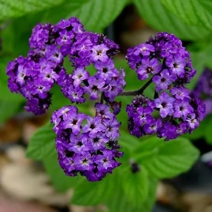floare de heliotrop