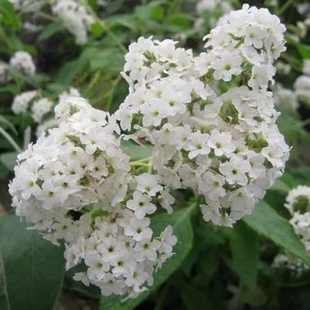 floare de heliotrop