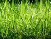 Gazon artificial - o alternativă la, sau o asemănare slab la natural (natural) Gazon artificial - o alternativă la, sau o asemănare slabă cu cel natural