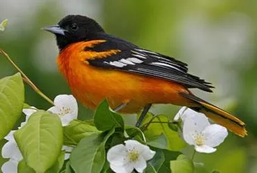 Oriole - o pasăre nu numai canta, dar inteligent și frumos!