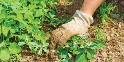 A scăpa de iarbă în grădină o dată pentru totdeauna! Numai remedii populare