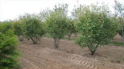 Saskatoon de plantare, cultivare și întreținere în toamnă, când și cum să taie