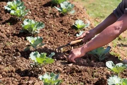 A scăpa de iarbă în grădină o dată pentru totdeauna! Numai remedii populare