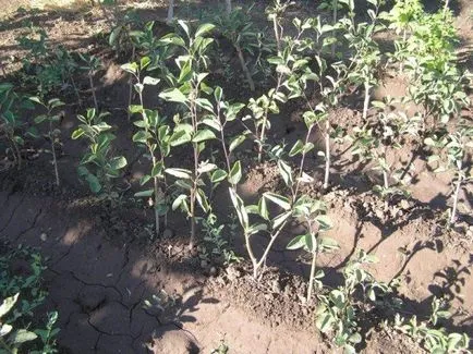 Saskatoon de plantare, cultivare și întreținere în toamnă, când și cum să taie
