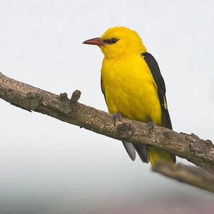 Oriole obișnuite, fotografii