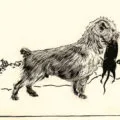 Yorkshire Terrier Descriere rasă, foto și video (terrier) Yorkshire Terrier Descriere rasă, foto și video