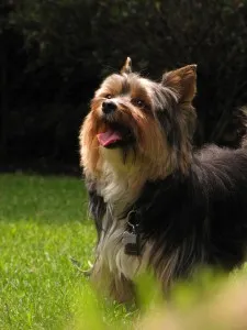 Yorkshire Terrier - o descriere, de îngrijire, fotografii, în cazul în care pentru a cumpăra York, 