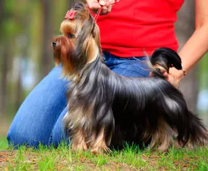 Descrierea Yorkshire Terrier de argumente pro și contra ale rasei