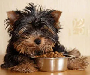 Descrierea Yorkshire Terrier de argumente pro și contra ale rasei